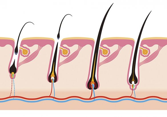 A closer look at hair loss treatments: the life cycle of hair